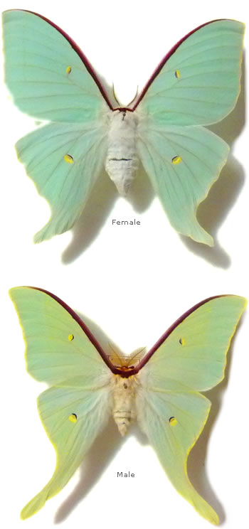 Actias sjoqvisti